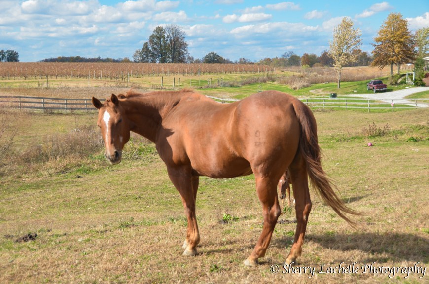 Horse at Meranda-Nixon Winery