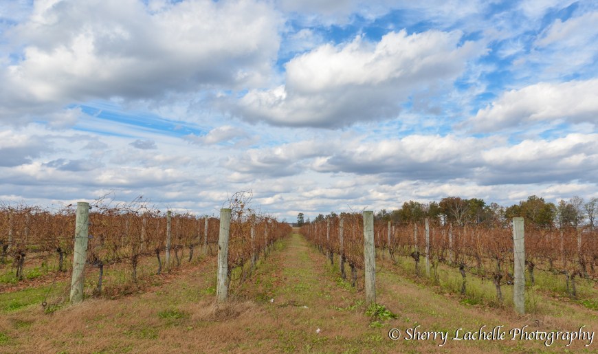 Vineyards at Meranda-Nixon Winery