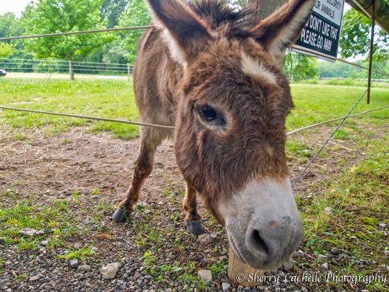 Friendly donkey at Harmony Hill Vineyards