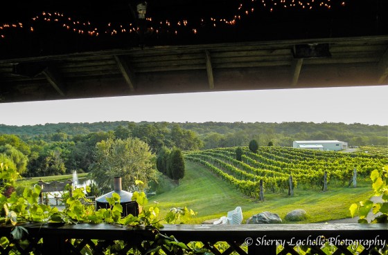 Picturesque view of rolling vineyards at Vinoklet Winery